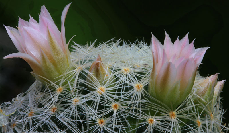 Mammillaria schiedeana subsp. giselae